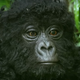 Illustration for article titled Robot spy gorilla faces its most deadly mission: Not getting ripped apart by real gorillas